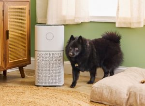 Top Air Purifiers for Pet Owners: Eliminate Dander and Odors Effectively